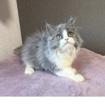 ラガマフィン【大阪府・女の子・2025年8月15日・ブルーアンドホワイト】の写真「綺麗なハチワレの可愛い女の子🩷」