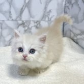 マンチカン(短足)