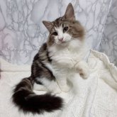 ノルウェージャンフォレストキャット