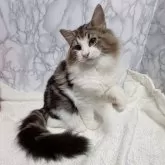 ノルウェージャンフォレストキャット