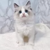 ラグドール【大阪府・女の子・2025年5月1日・シールポイントバイカラー】の写真1