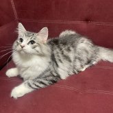 ノルウェージャンフォレストキャット