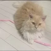 セルカークレックス