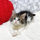 ノルウェージャンフォレストキャット