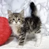 ノルウェージャンフォレストキャット