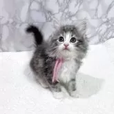 ノルウェージャンフォレストキャット【大阪府・女の子・2025年3月3日・ブルークラッシックタビー&ホワイト】の写真1