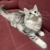 ノルウェージャンフォレストキャット【大阪府・女の子・2025年5月30日・シルバーマッカレルタビー&ホワイト】の写真2