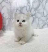 ラガマフィン【大阪府・男の子・2025年2月25日・クリームアンドホワイト】の写真2