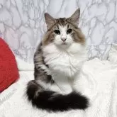 ノルウェージャンフォレストキャット【大阪府・男の子・2025年5月30日・ブラウンクラッシックタビー&ホワイト】の写真3