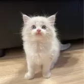 ラグドール【大阪府・女の子・2025年8月4日・ブルーリンクスポイントバイカラー】の写真4