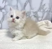 マンチカン(短足)【大阪府・男の子・2025年4月18日・クリームアンドホワイト】の写真4