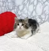 ノルウェージャンフォレストキャット【大阪府・男の子・2025年5月30日・ブラウンクラッシックタビー&ホワイト】の写真4