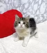 ノルウェージャンフォレストキャット【大阪府・男の子・2025年5月30日・ブラウンクラッシックタビー&ホワイト】の写真5