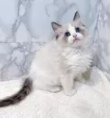 ラグドール【大阪府・女の子・2025年5月1日・シールポイントバイカラー】の写真5