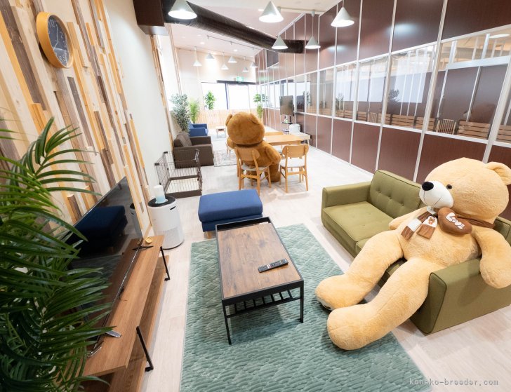 広々とした見学専用スペースでゆっくり子猫ちゃんの見学ができます🐱｜平　ほの花(たいら　ほのか)ブリーダー(埼玉県・マンチカンなど・ZCC登録)の紹介写真4