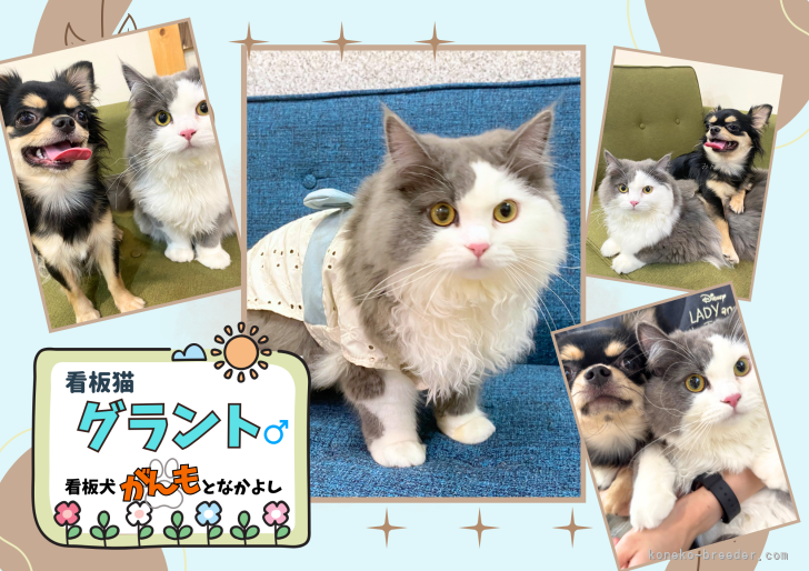 看板犬＆看板猫も皆様をお待ちしています🐶🐱💕｜平　ほの花(たいら　ほのか)ブリーダー(埼玉県・マンチカンなど・ZCC登録)の紹介写真5