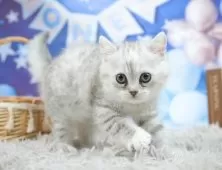 ミヌエット(長足)【埼玉県・女の子・2025年5月6日・シルバータビー】の写真14「お気に入り登録でお得な情報ゲット🎫✨」