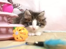 ノルウェージャンフォレストキャット【埼玉県・女の子・2025年5月26日・ブラウンタビー&ホワイト】の写真11「一度の見学で兄妹ちゃんや他のねこちゃんなど複数頭の見学が可能！🐱」