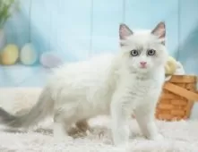 ラグドール【埼玉県・男の子・2025年6月4日・ブルーポイントバイカラー】の写真11「わんちゃんで埼玉県内お客様評価１位のブリーダーです🐶🏆」