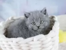 ブリティッシュショートヘア【埼玉県・男の子・2025年9月11日・ブルー】の写真11「わんちゃんで埼玉県内お客様評価１位のブリーダーです🐶🏆」