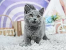 マンチカン(短足)【埼玉県・男の子・2025年4月24日・ブルー】の写真11「わんちゃんで埼玉県内お客様評価１位のブリーダーです🐶🏆」