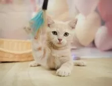 マンチカン(長足)【埼玉県・男の子・2025年4月24日・クリームタビー】の写真12「一度の見学で兄妹ちゃんや他のねこちゃんなど複数頭の見学が可能！🐱」