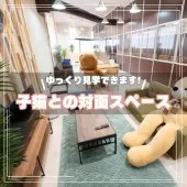 ラグドール【埼玉県・女の子・2025年5月4日・ブルーポイントバイカラー】の写真12「子猫と遊びながら対面できる、広々としたスペースでご案内します。隣にはお母さん犬たちのドッグランも🐶」
