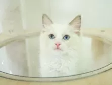 ラグドール【埼玉県・女の子・2025年9月28日・ブルーポイントバイカラー】の写真12「わんちゃんで埼玉県内お客様評価１位のブリーダーです🐶🏆」