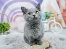 マンチカン(短足)【埼玉県・男の子・2025年4月24日・ブルー】の写真12「一度の見学で兄妹ちゃんや他のねこちゃんなど複数頭の見学が可能！🐱」