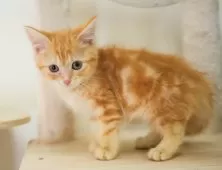 マンチカン(長足)【埼玉県・男の子・2025年9月25日・レッドタビー】の写真13「一度の見学で兄妹ちゃんや他のねこちゃんなど複数頭の見学が可能！🐱」