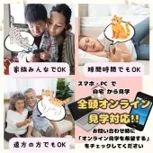 ミヌエット(長足)【埼玉県・男の子・2025年8月26日・シルバータビー】の写真11「「自宅からねこちゃんを見学🏠」来店が難しい方もオンライン見学をお気軽にご利用ください！」