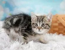 マンチカン(長足)【埼玉県・男の子・2025年9月7日・ブラウンタビー】の写真14「お気に入り登録でお得な情報ゲット🎫✨」