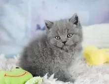 ブリティッシュショートヘア【埼玉県・男の子・2025年9月11日・ブルー】の写真14「お気に入り登録でお得な情報ゲット🎫✨」