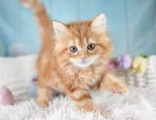 ミヌエット(長足)【埼玉県・女の子・2025年8月28日・レッドタビー】の写真14「お気に入り登録でお得な情報ゲット🎫✨」