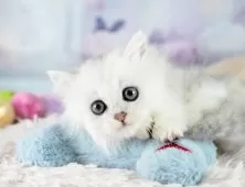 ミヌエット(短足)【埼玉県・女の子・2025年9月6日・チンチラシルバー】の写真14「お気に入り登録でお得な情報ゲット🎫✨」