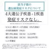 ラグドール【埼玉県・女の子・2025年9月28日・ブルーポイントバイカラー】の写真5「親猫遺伝子検査済み✨」