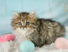 ミヌエット(短足)【埼玉県・女の子・2025年9月6日・ブラウンタビー】の写真15