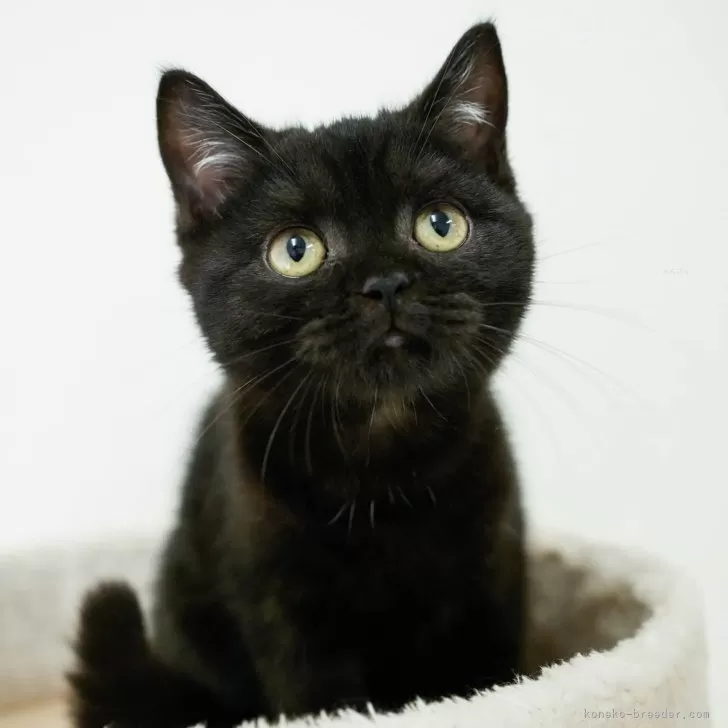 ブリティッシュショートヘア【埼玉県・男の子・2025年7月10日・ブラックスモーク】の写真1「🐱複数頭の見学も可能🐱きょうだいや他のネコちゃんも見れます」