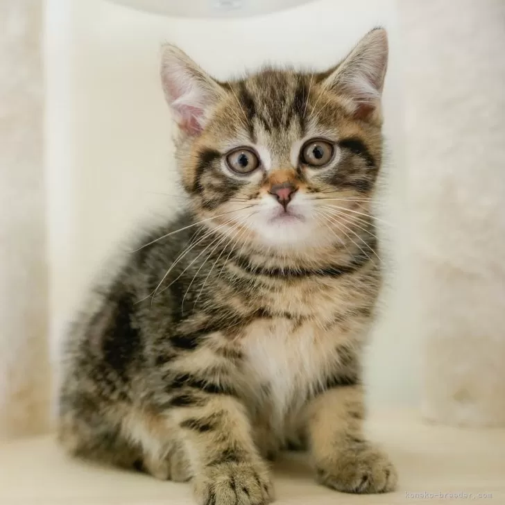 マンチカン(長足)【埼玉県・男の子・2025年9月7日・ブラウンタビー】の写真1「🐱複数頭の見学も可能🐱きょうだいや他のネコちゃんも見れます」