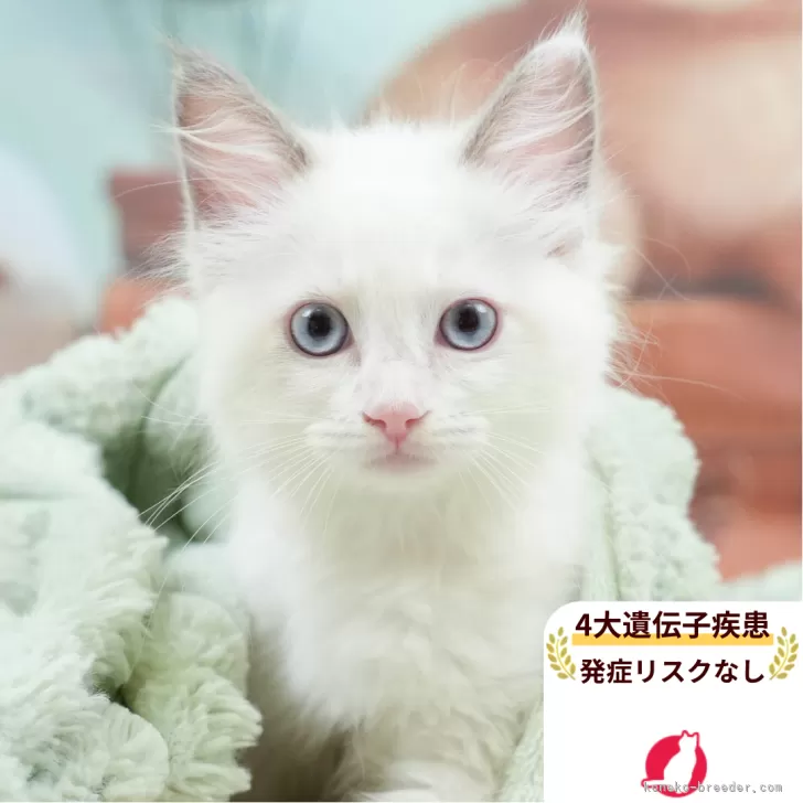 てん 様のお迎えした子猫