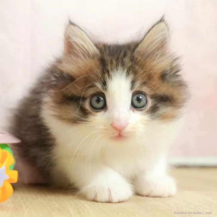 ID:2507-02522の子猫