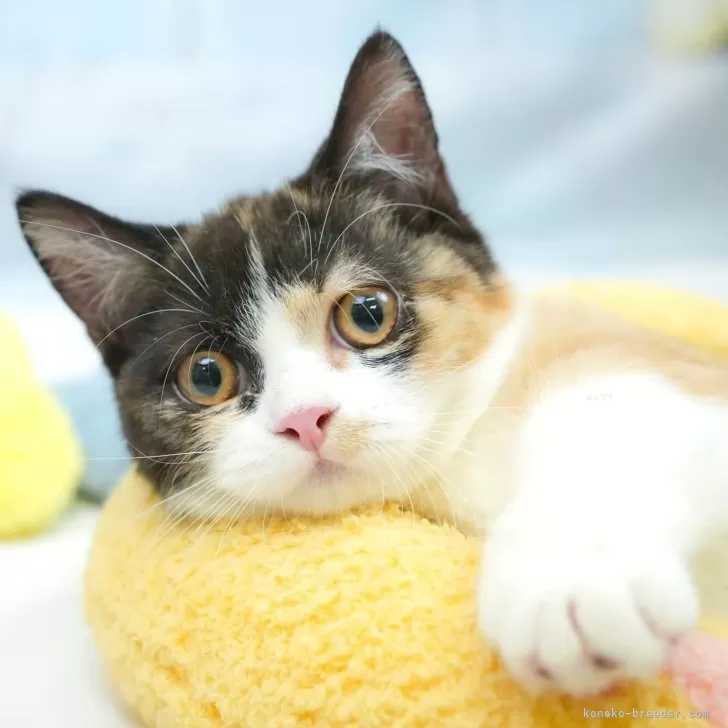 マンチカン(短足)【埼玉県・女の子・2025年3月1日・キャリコ】の写真1「🐱複数頭の見学も可能🐱きょうだいや他のネコちゃんも見れます」