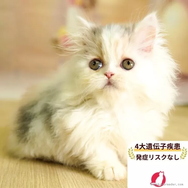 ID：2509-00244の子猫