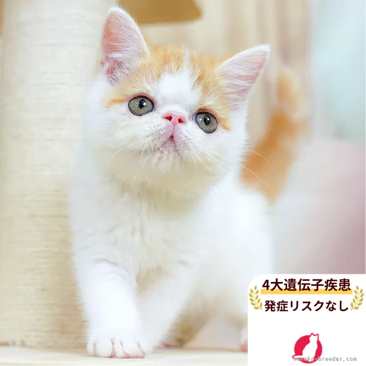 ID:2507-01179の子猫