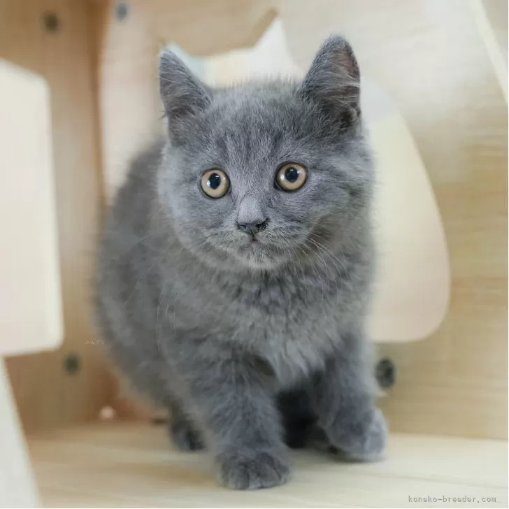 スコティッシュフォールド(立ち耳)【埼玉県・男の子・2025年2月3日・ブルー】の写真1「🐱複数頭の見学も可能🐱きょうだいや他のネコちゃんも見れます」