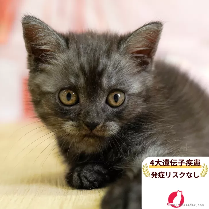 ふみ 様のお迎えした子猫
