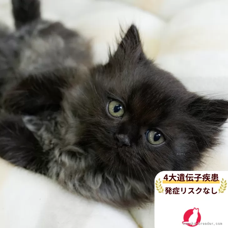ショウ 様のお迎えした子猫