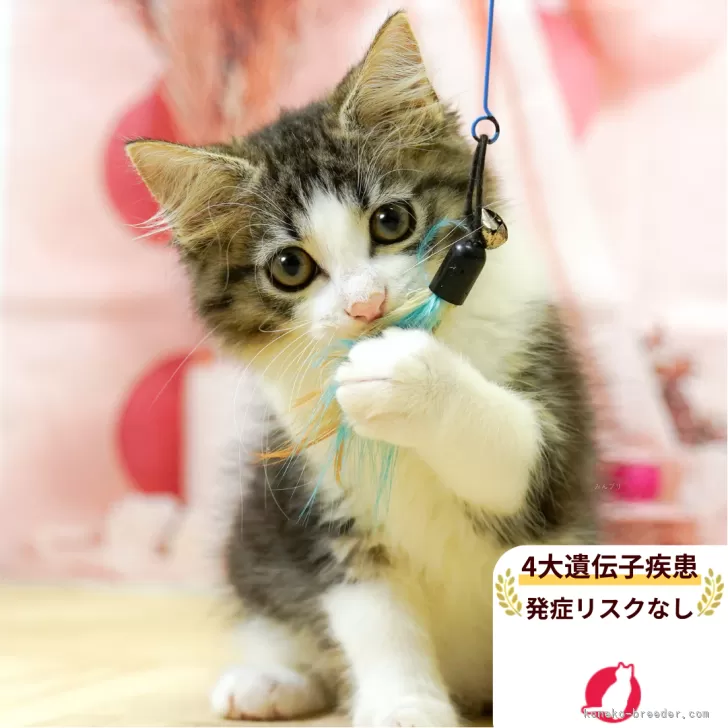 42mama 様のお迎えした子猫