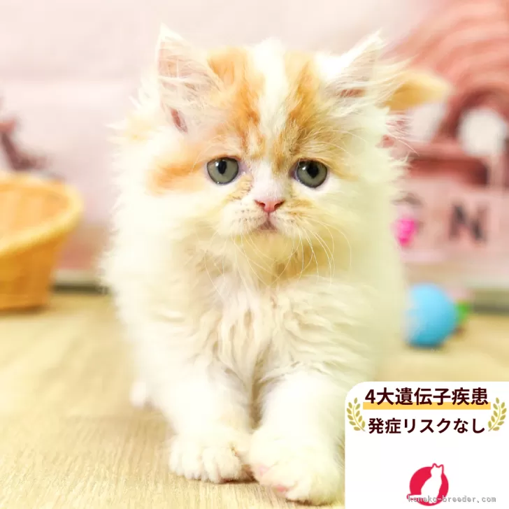 ID：2508-02890の子猫