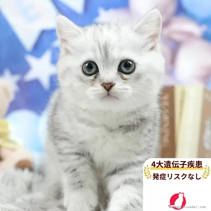 S.N 様のお迎えした子猫